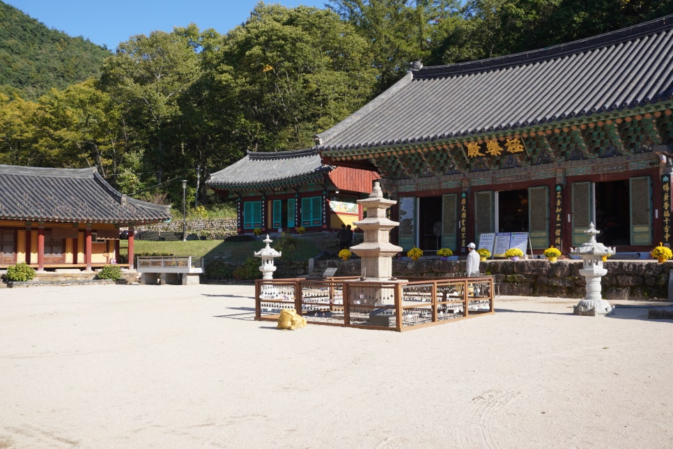 정골 사진 6