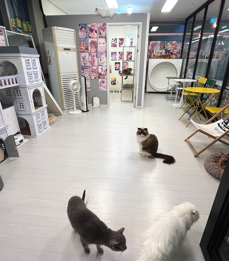 모여봐요 고양이카페 이미지