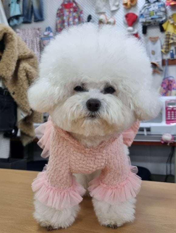 진도미싱 이미지