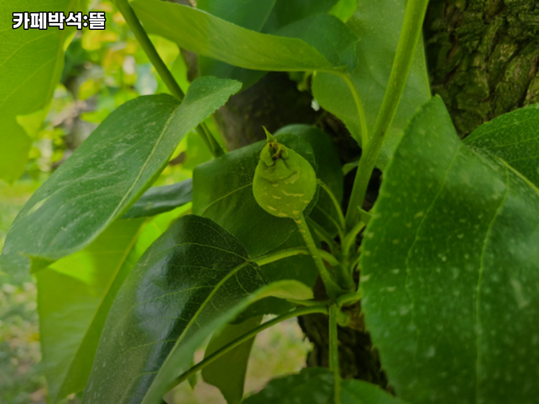 카페박석:뜰 이미지