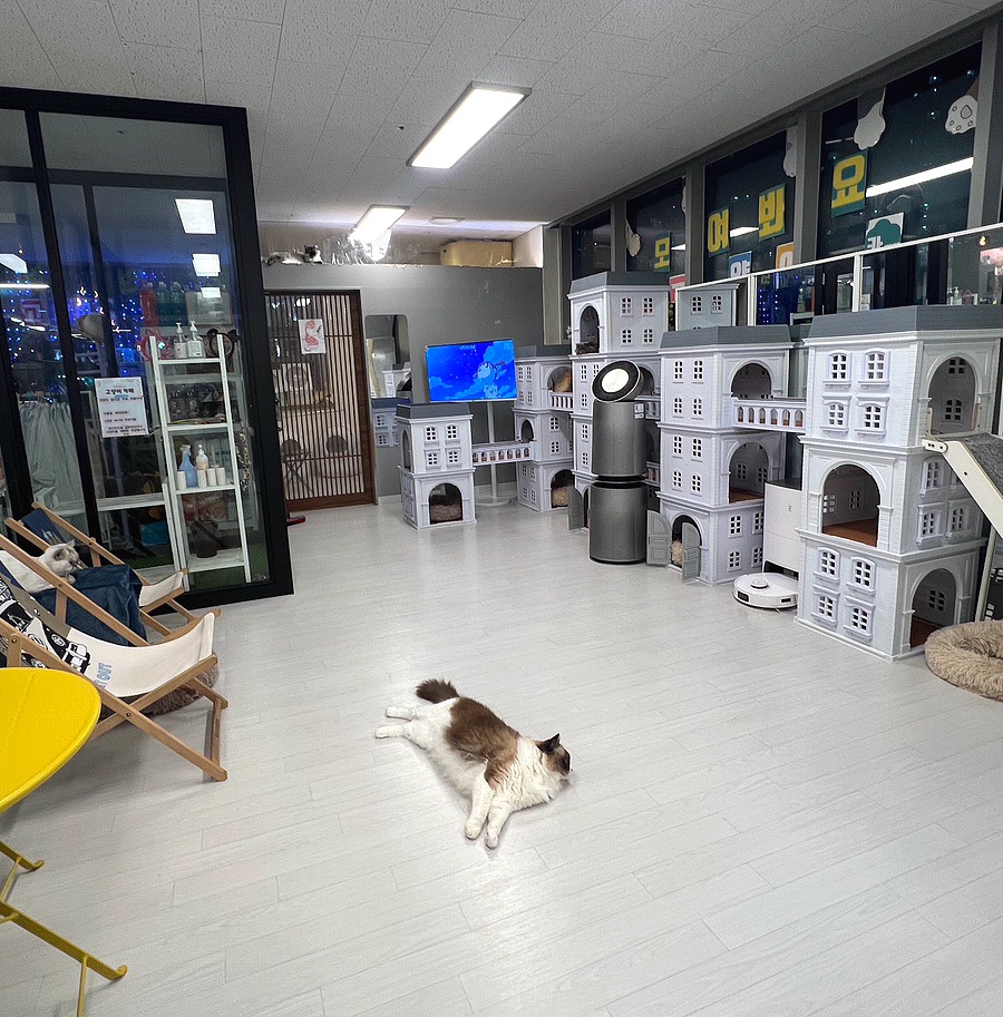 모여봐요 고양이카페 이미지