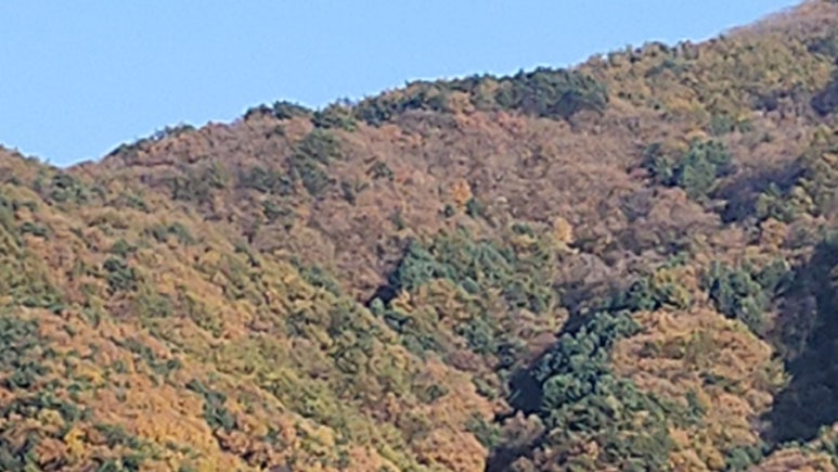 춘천양봉원 이미지