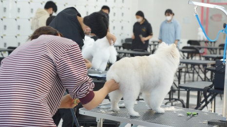 대전애견미용학원 이미지