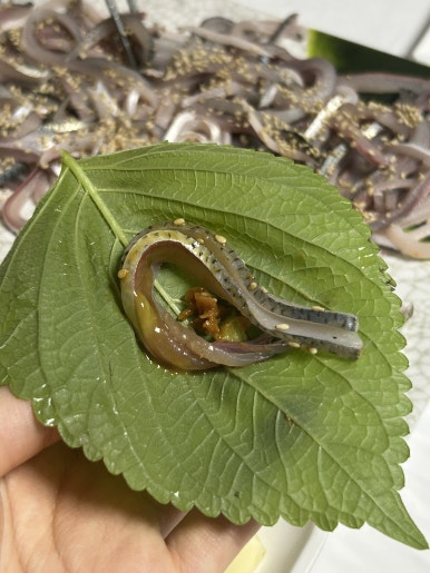 우리수산회센타 이미지