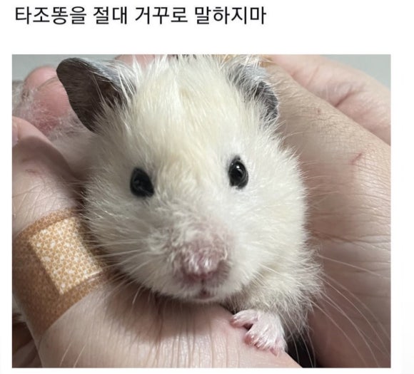 오레오레 이미지