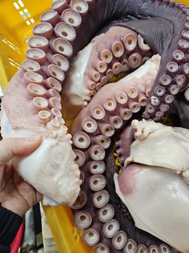 수 농수산 이미지