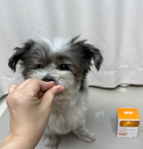 더셀주 이미지