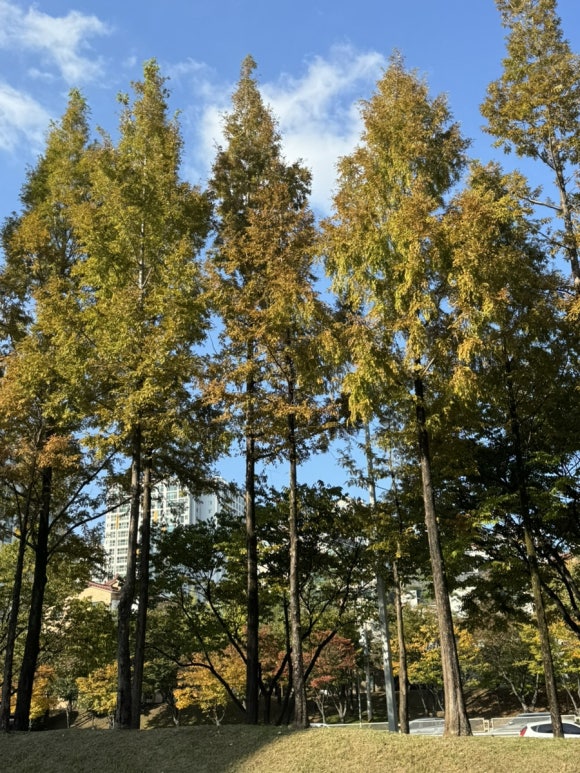 금대만 이미지