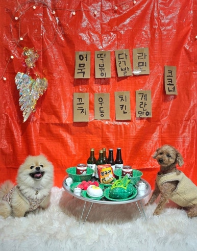 코코독스 이미지