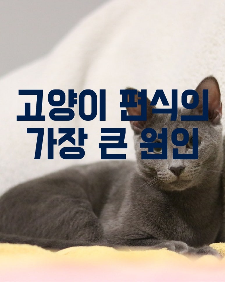 고양이 편식의 가장 큰 원인