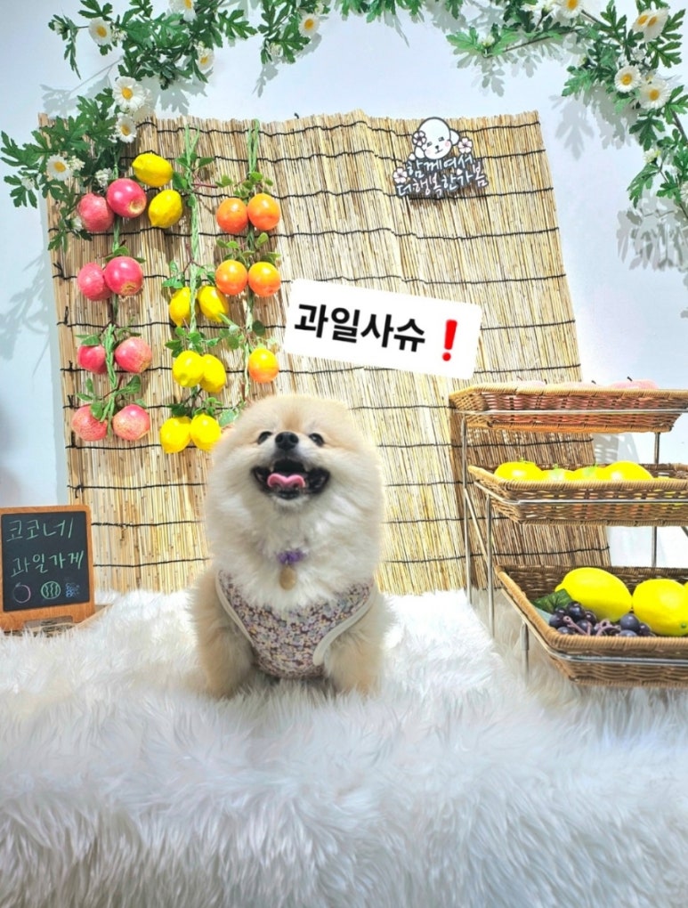 코코독스 이미지