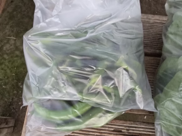 화천왕겨 이미지