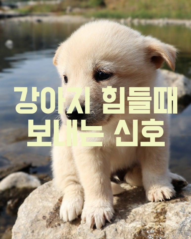 강아지가 힘들때 보내는 신호