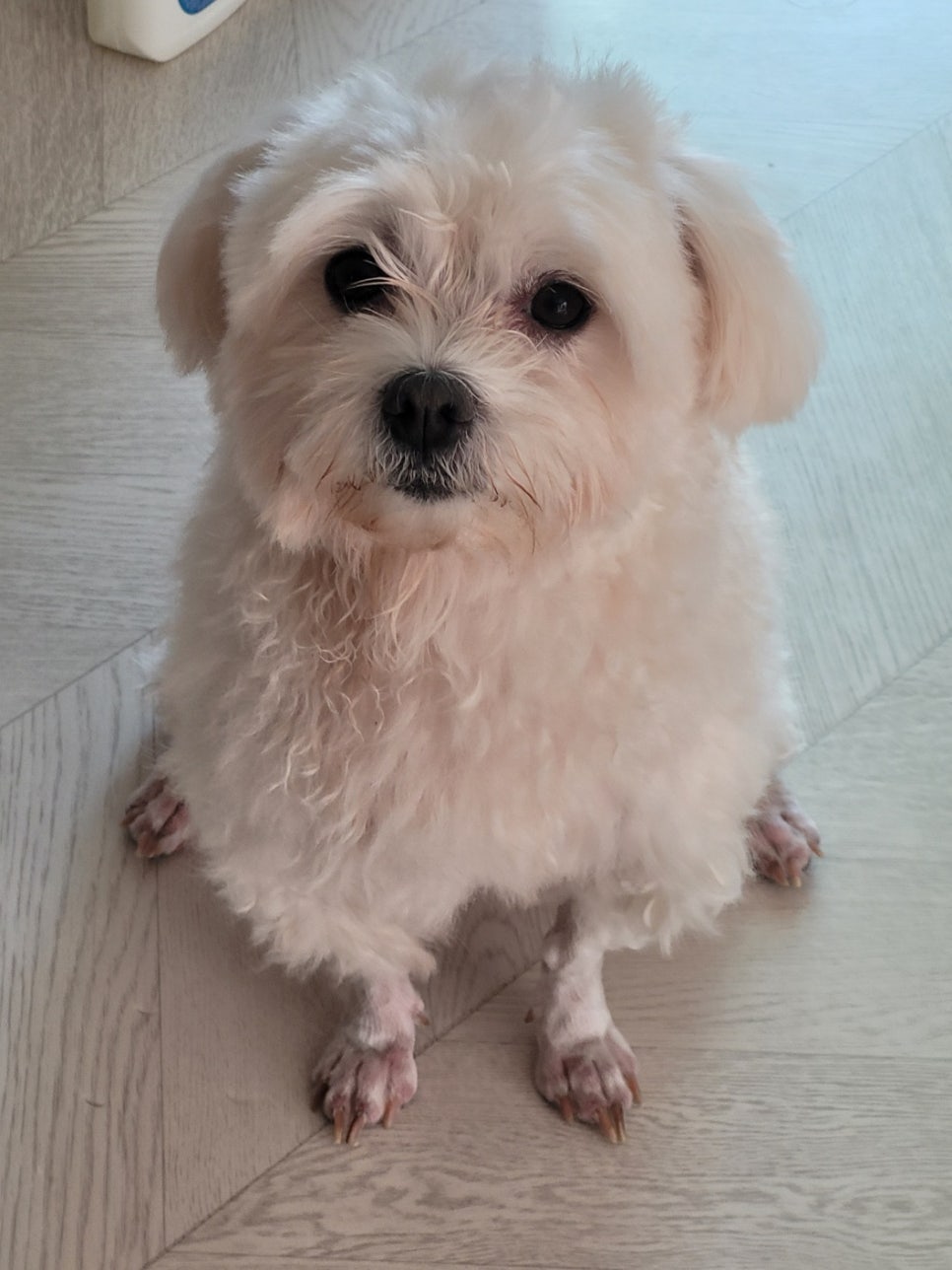 성꼬미 이미지