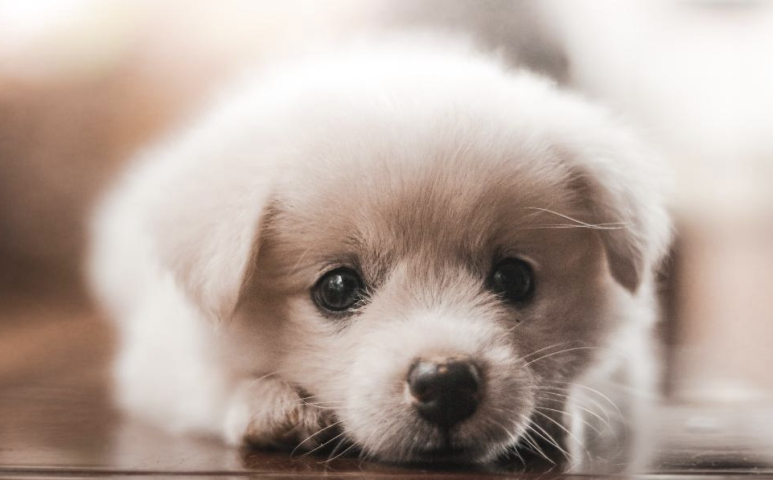 강아지 행동 신호