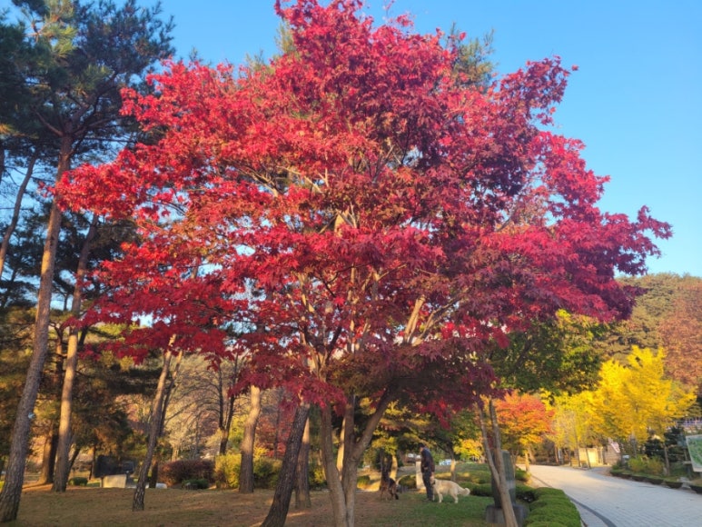 용문산 허니 이미지
