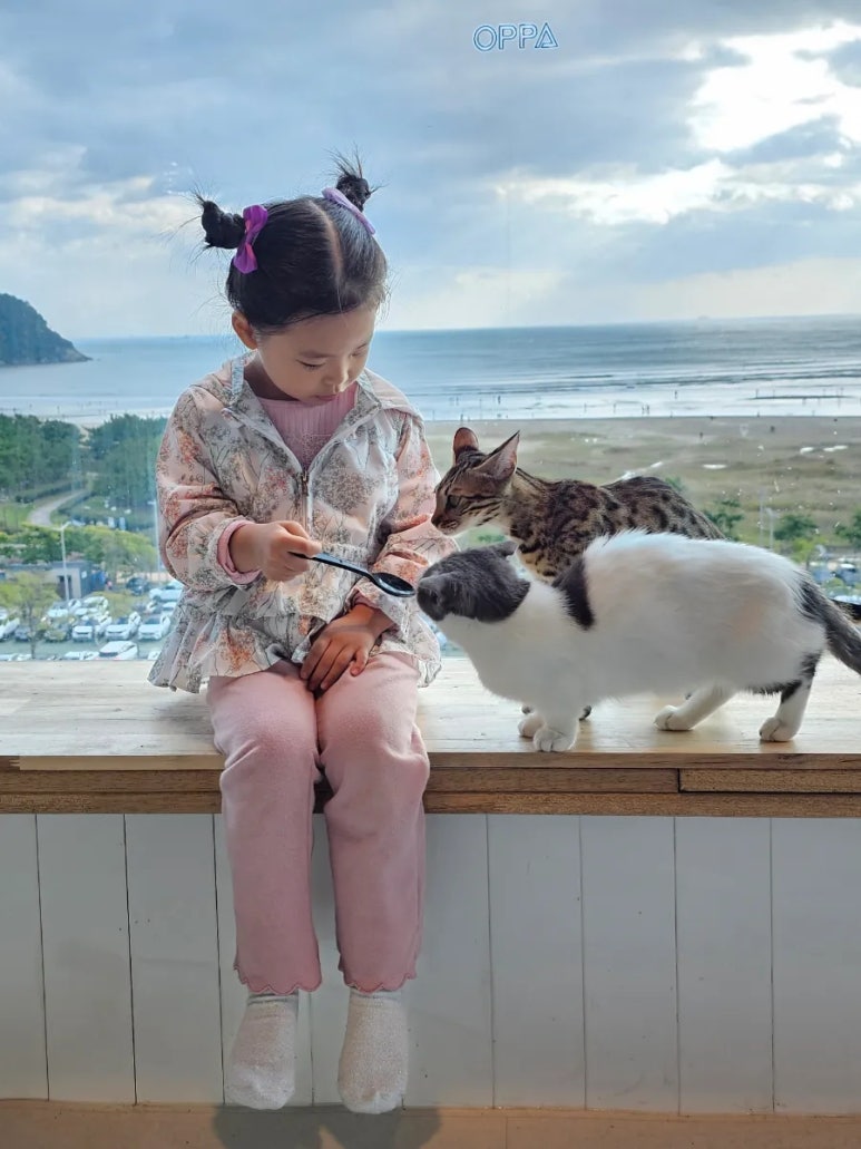 부산고양이까페나비정원 이미지