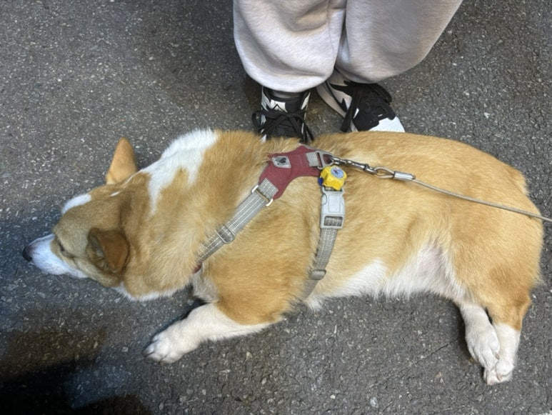 새말길73 이미지