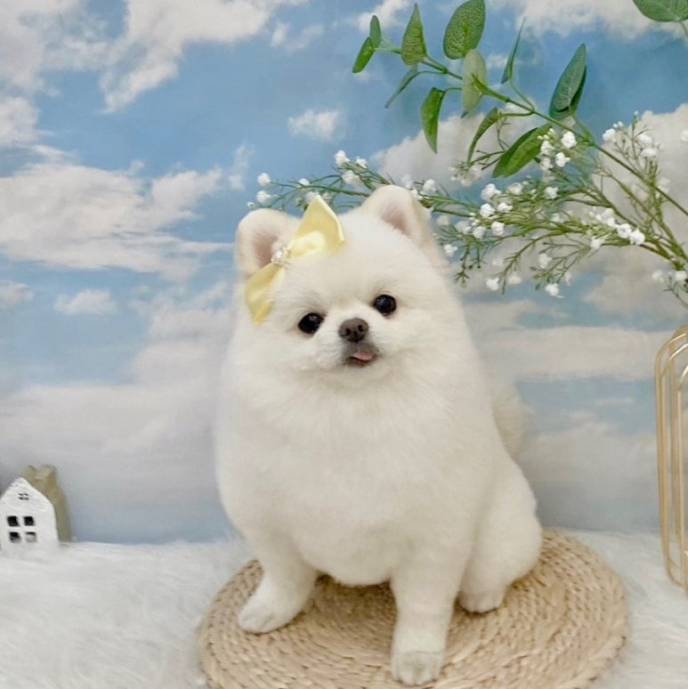 바닐라애견미용학원 이미지