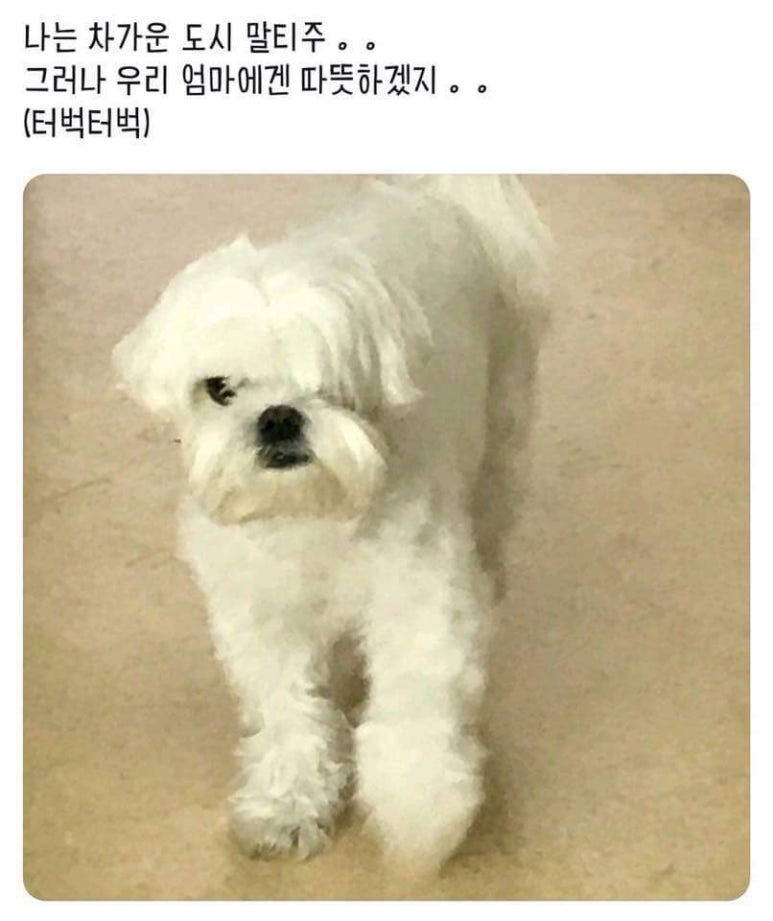 참 이미지
