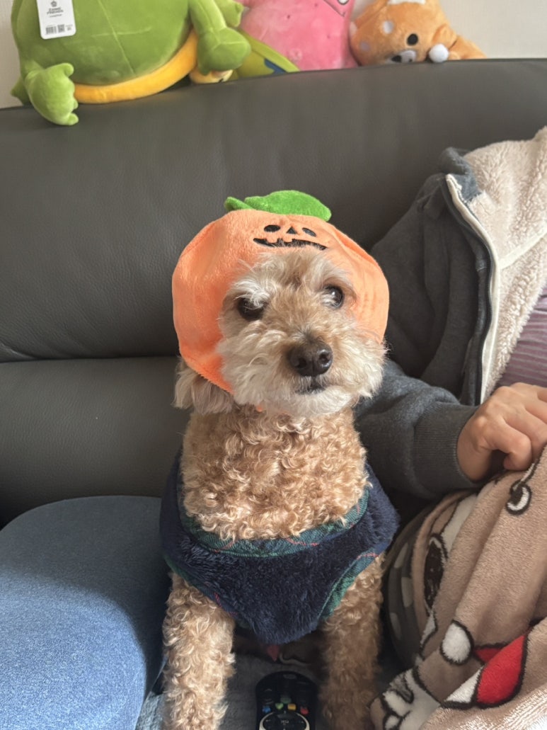 두리사 이미지