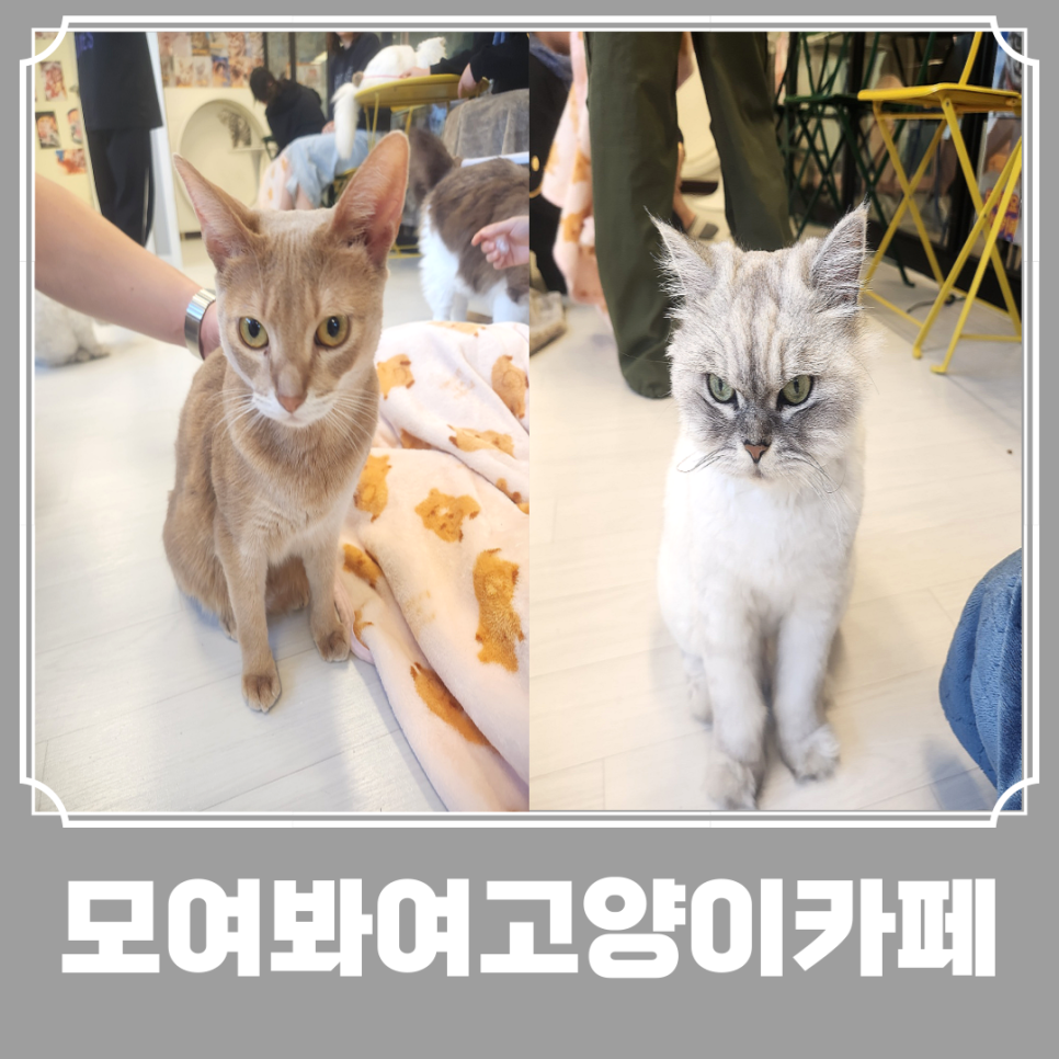 모여봐요 고양이카페 이미지