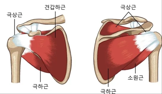 아폴로휘트니스 이미지