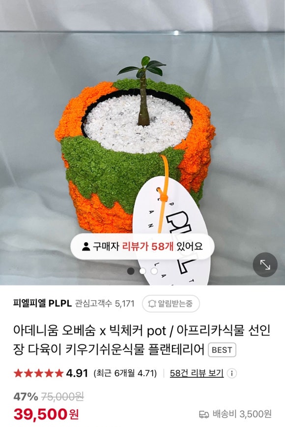 피엘피 이미지