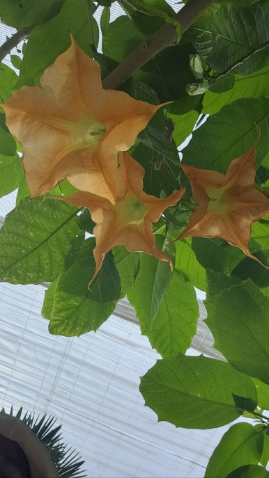 용인자작나무숲펜션 이미지