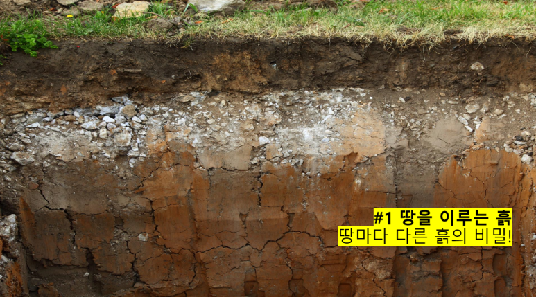 오해피데이지 이미지