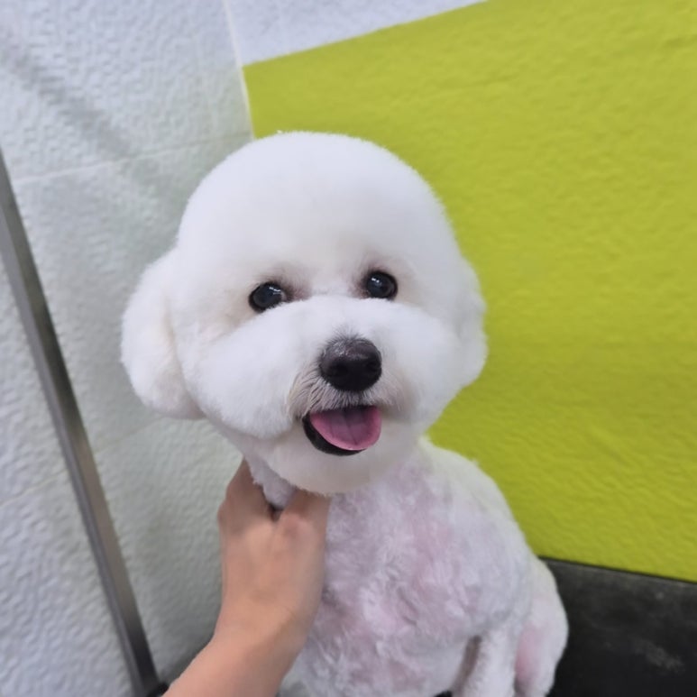 마이펫가든 이미지
