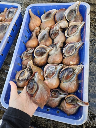 수 농수산 이미지
