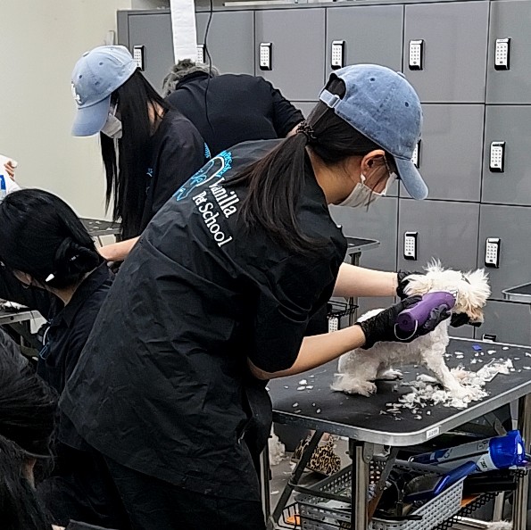 바닐라애견미용학원 이미지