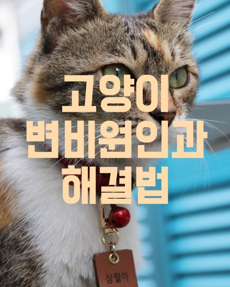 고양이 변비원인과 해결법