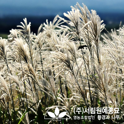 조경설계서림 이미지