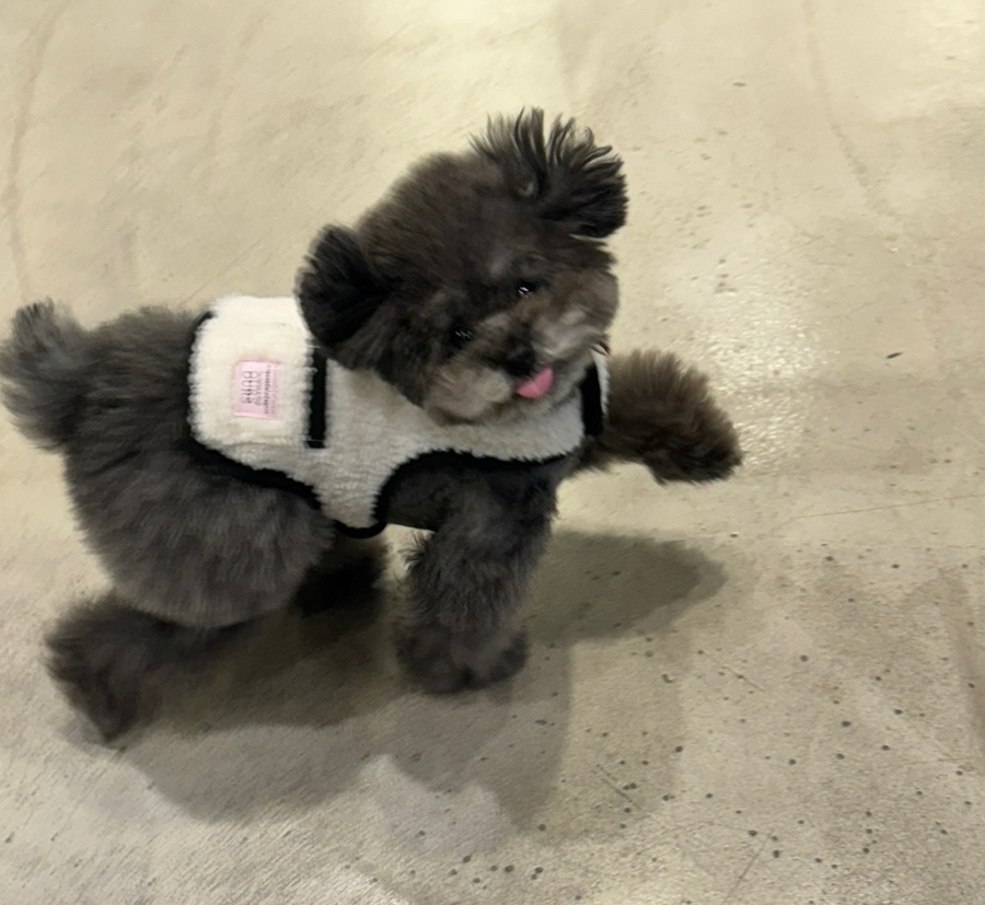 플러피쉽 이미지