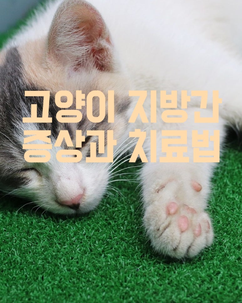 고양이 지방간 증상과 치료법
