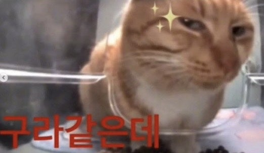 마끼 이미지