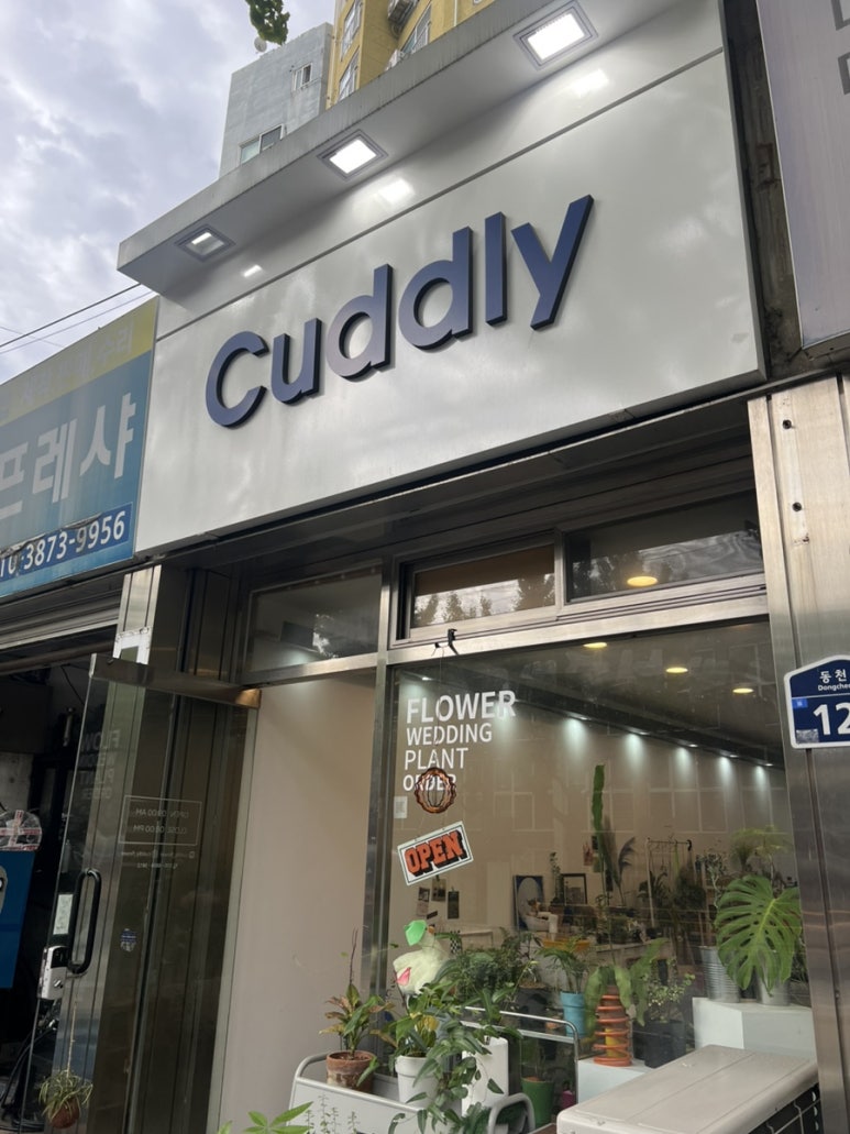 커들리플라워 이미지
