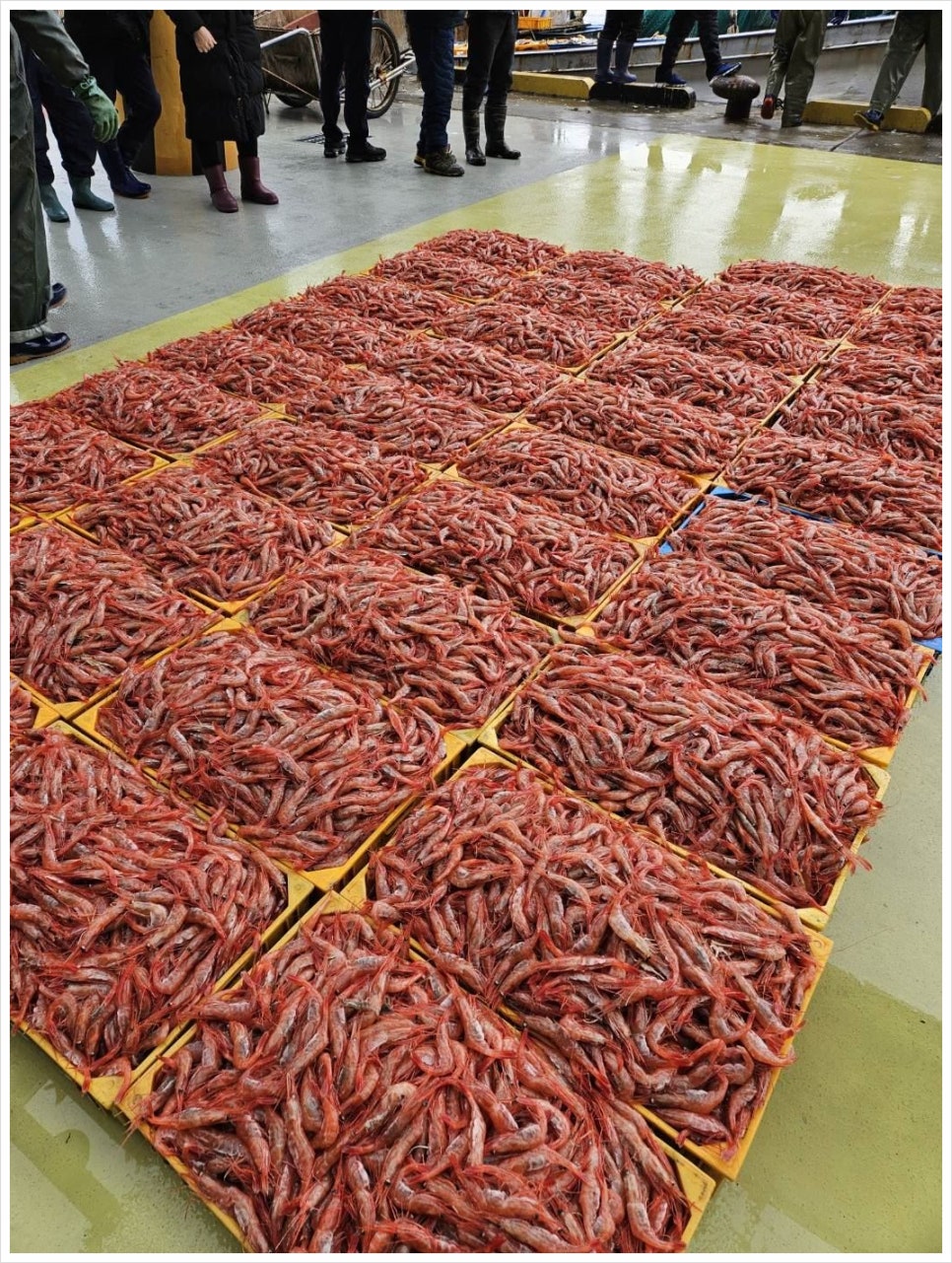 싱싱농수산 이미지
