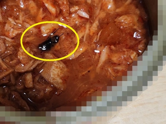 모참치 이미지