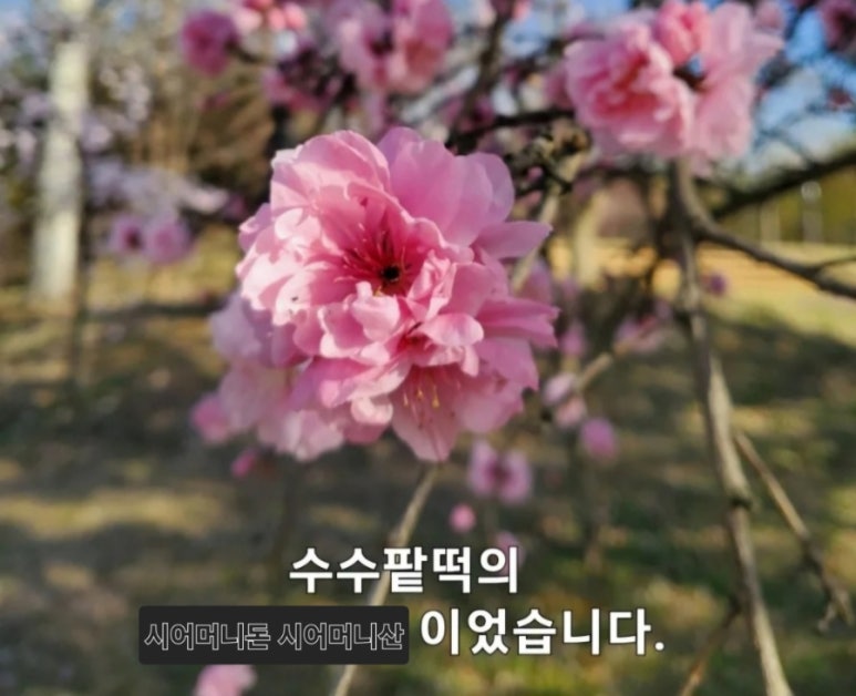 콜마르브레드 이미지