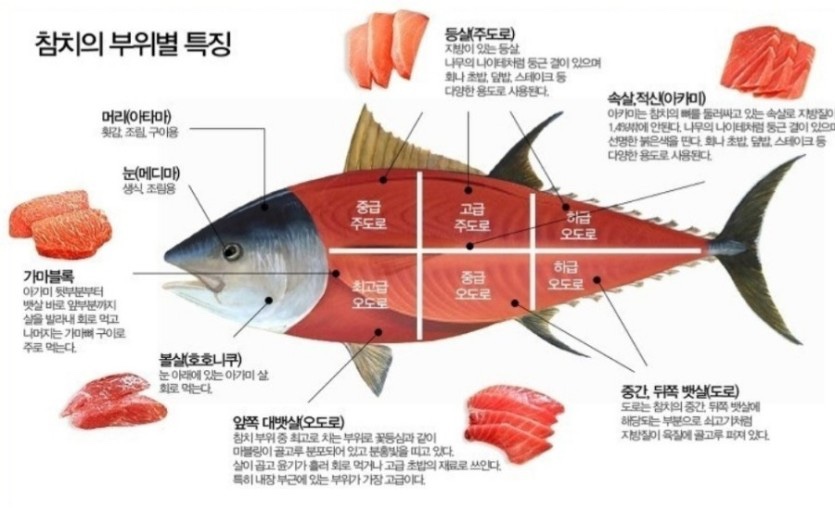참치마찌 이미지