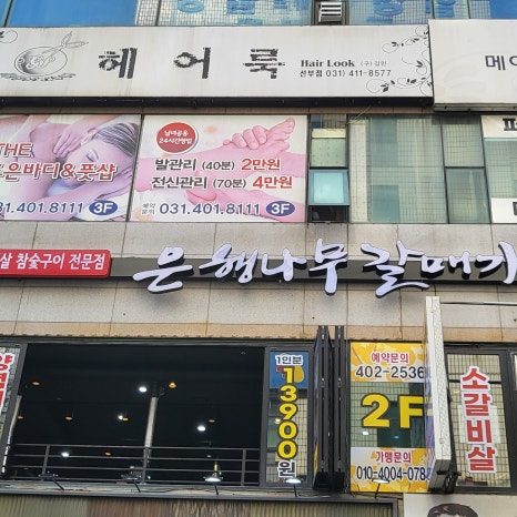 은행나무갈매기 이미지