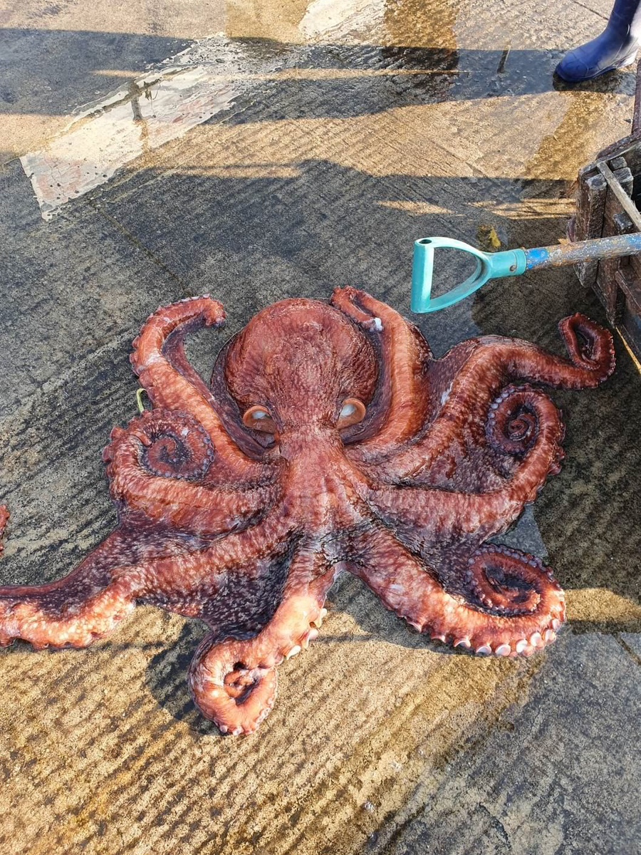 수 농수산 이미지