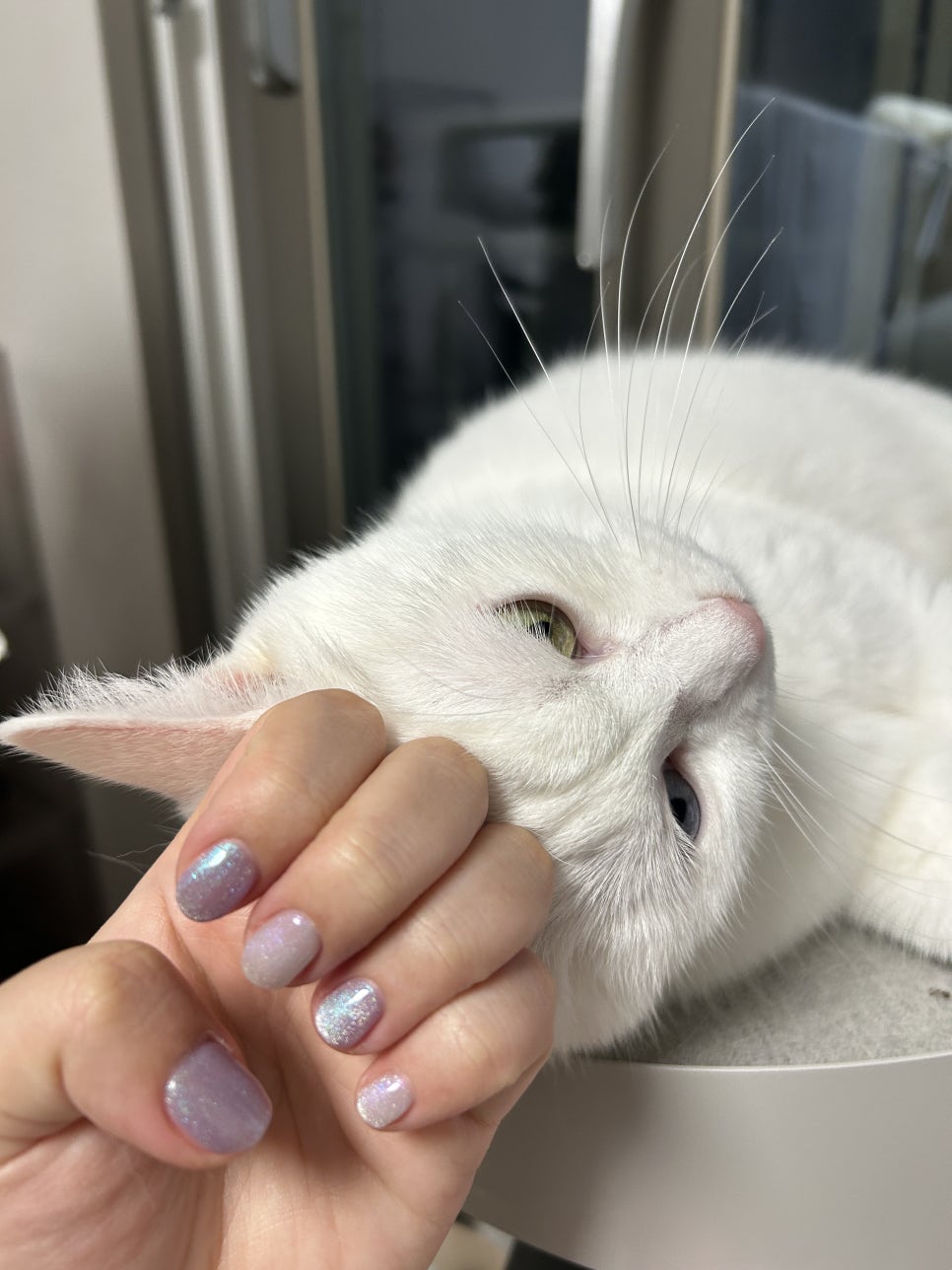 마메네일 이미지