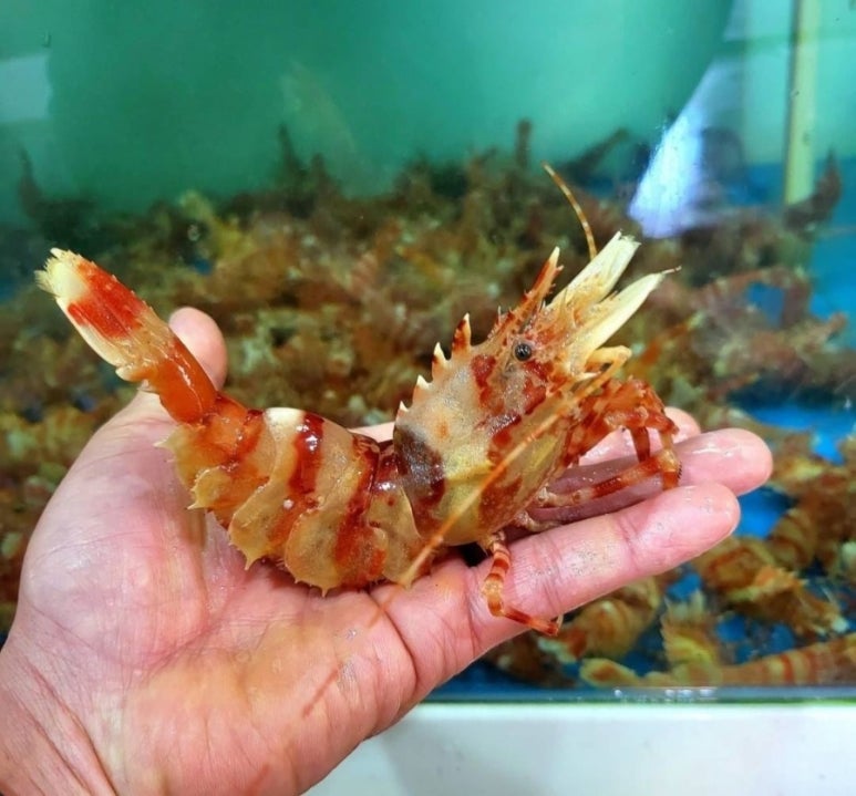싱싱농수산 이미지
