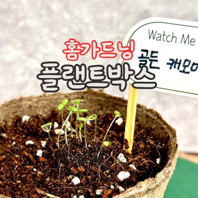 골든플랜트 이미지