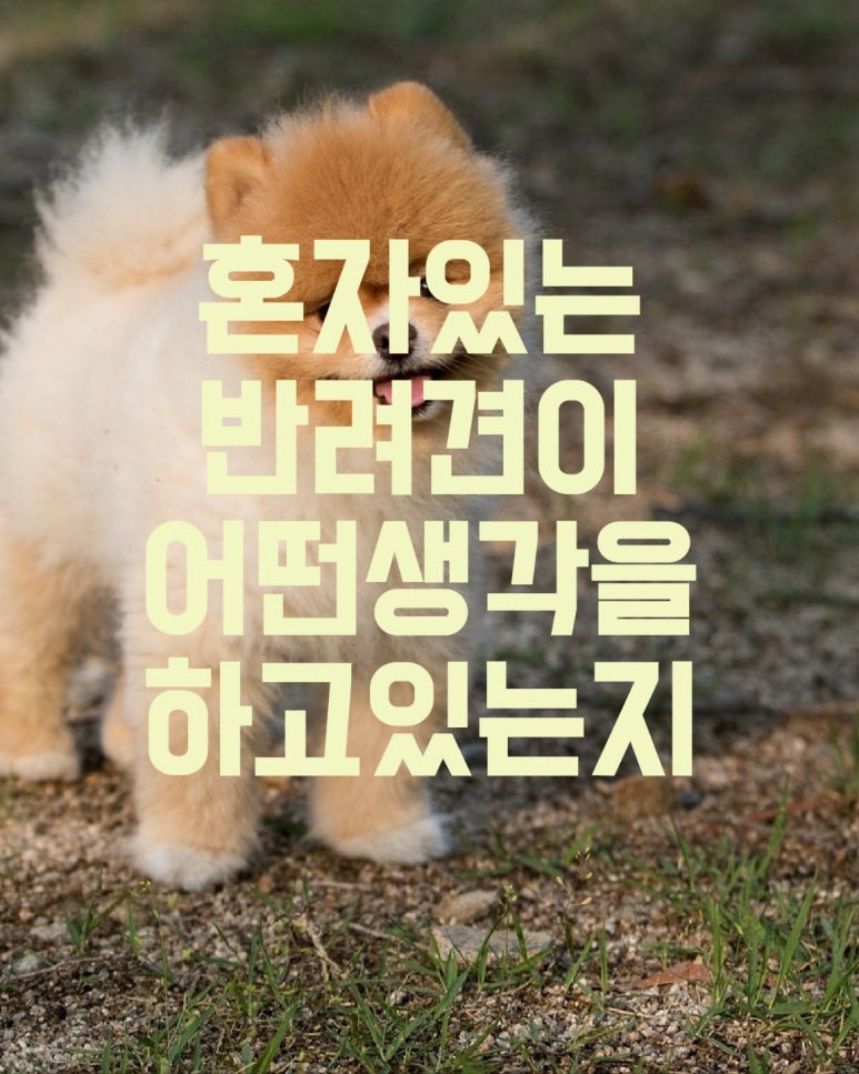 혼자 있는 반려견이 어떤 생각을 하고 있는지