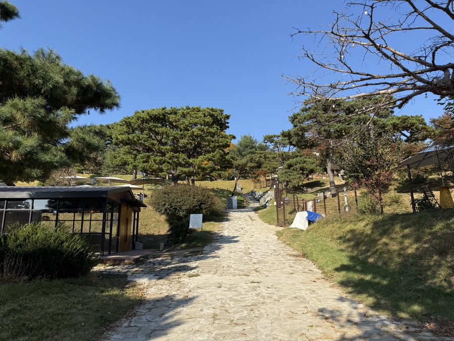 용인 테일45 애견동반 카페&운동장 후기 — 사진 9